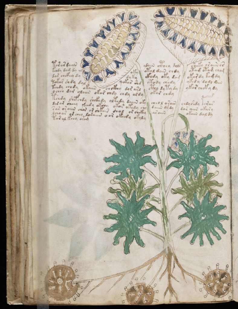 A page from the Voynich Manuscript, thought to depict sunflowers. A medieval style drawing with unknown writing.