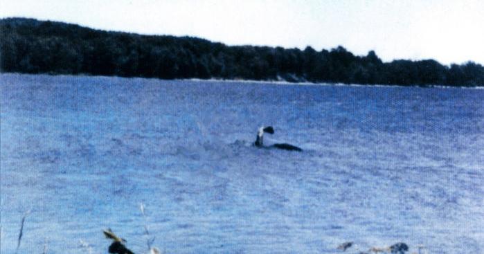 The Mansi Photo - a photograph of a dinosaur like head and neck above a blue lake with trees in the background.