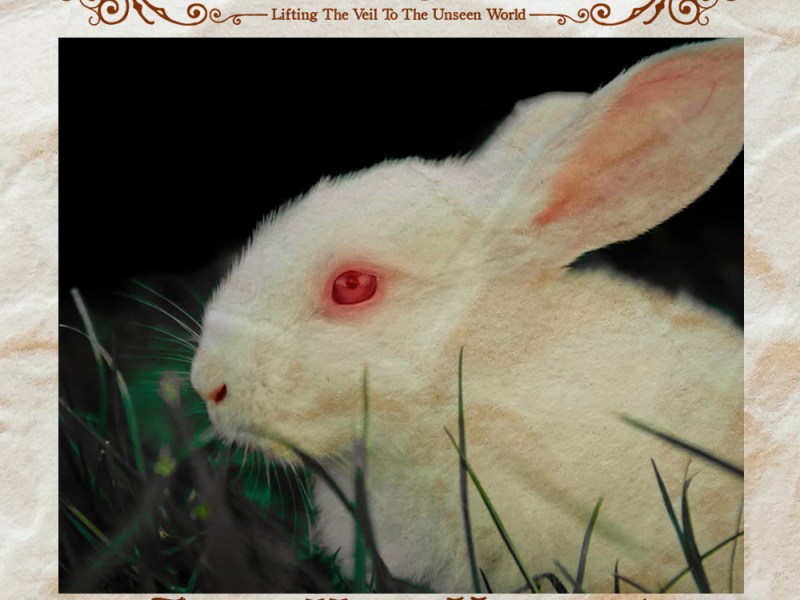 Three More Unusual Animal Ghosts